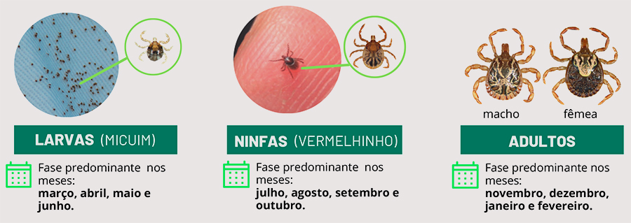 fases